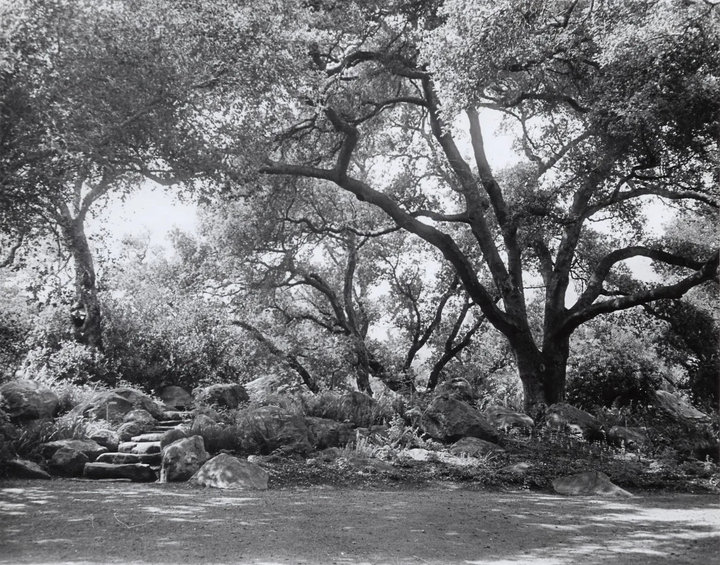 The Mound, under the Meadow Oaks, SBBG