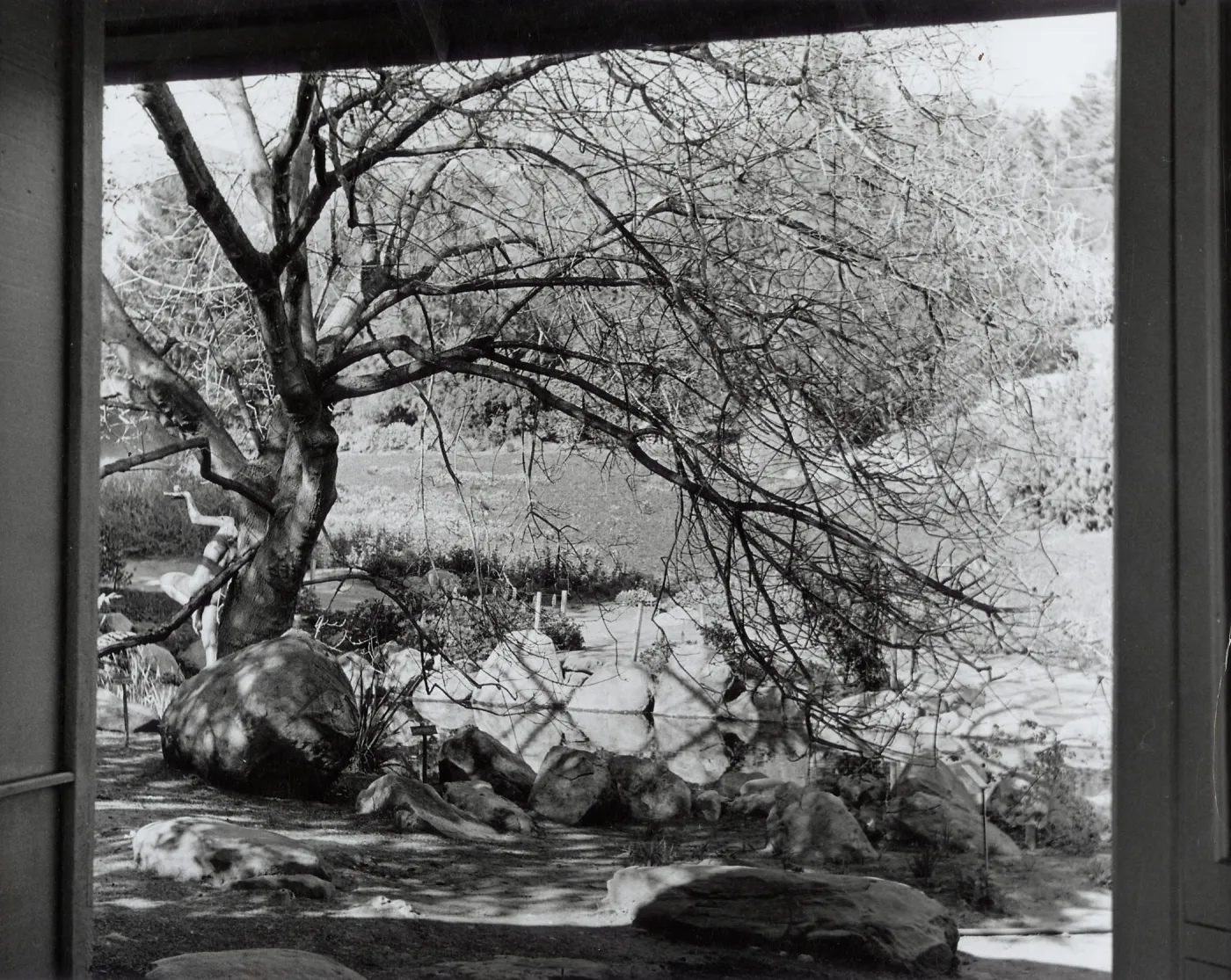 Pond (viewed from the Information Kiosk), SBBG