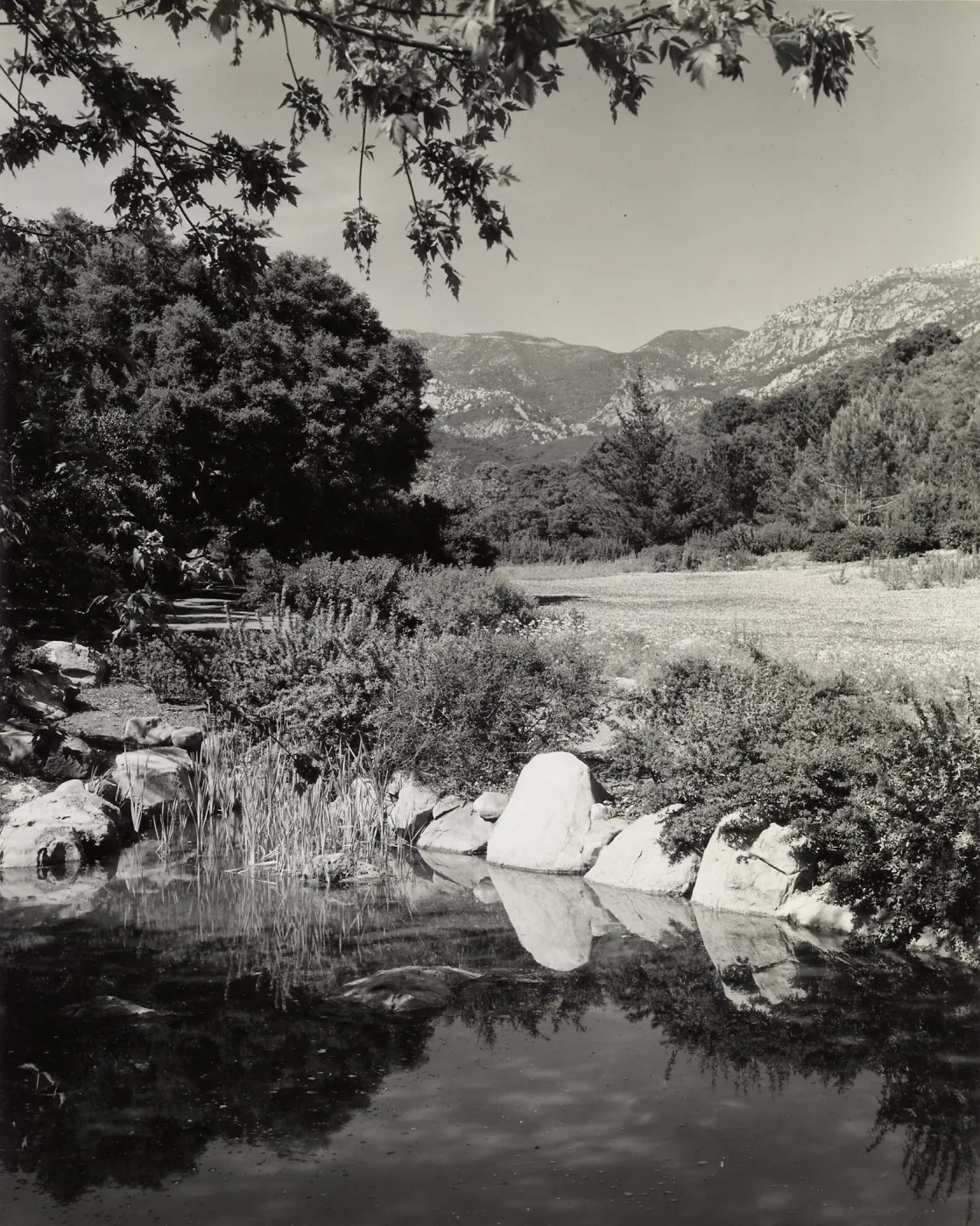 Pond, SBBG