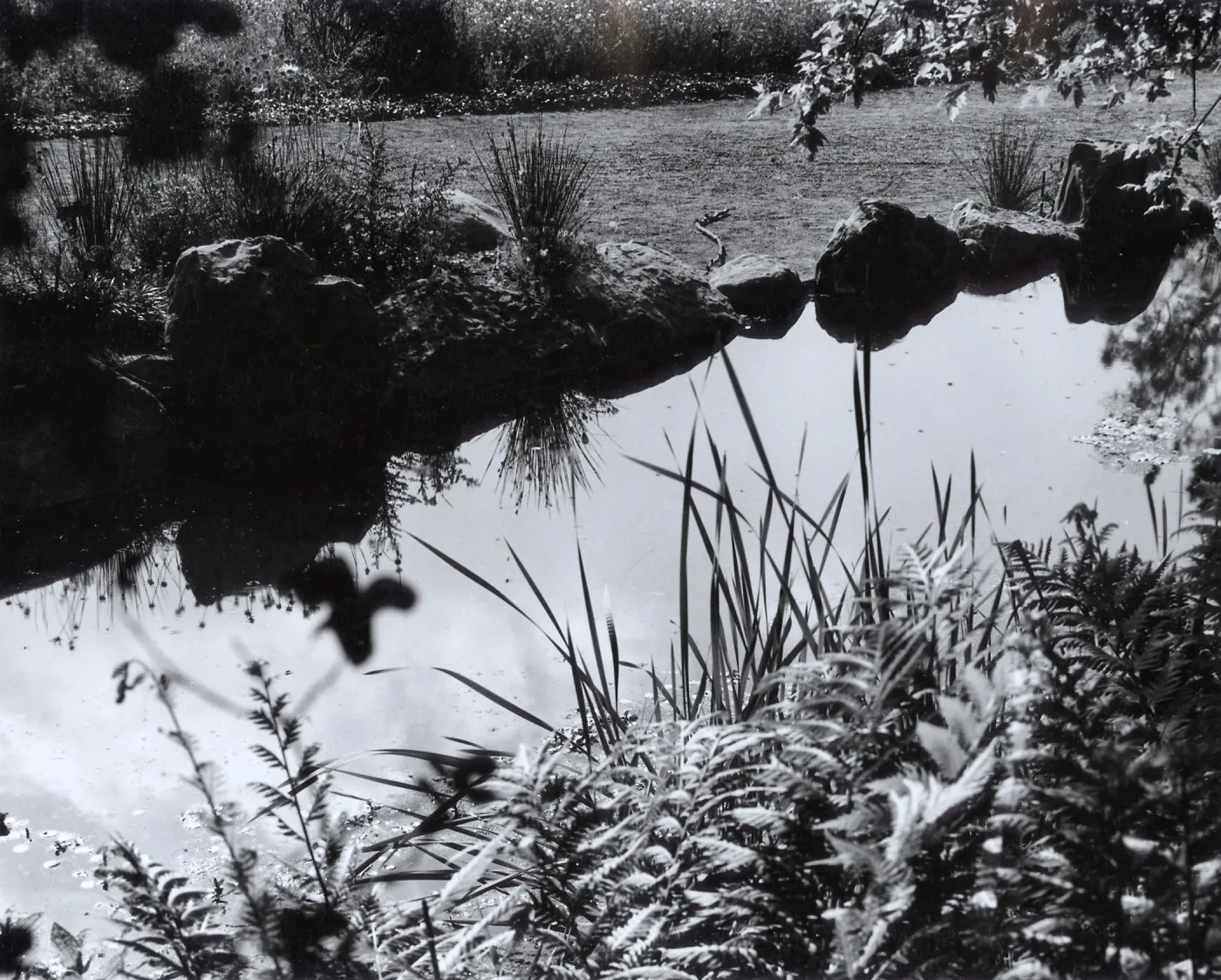 Botanic Garden Pond