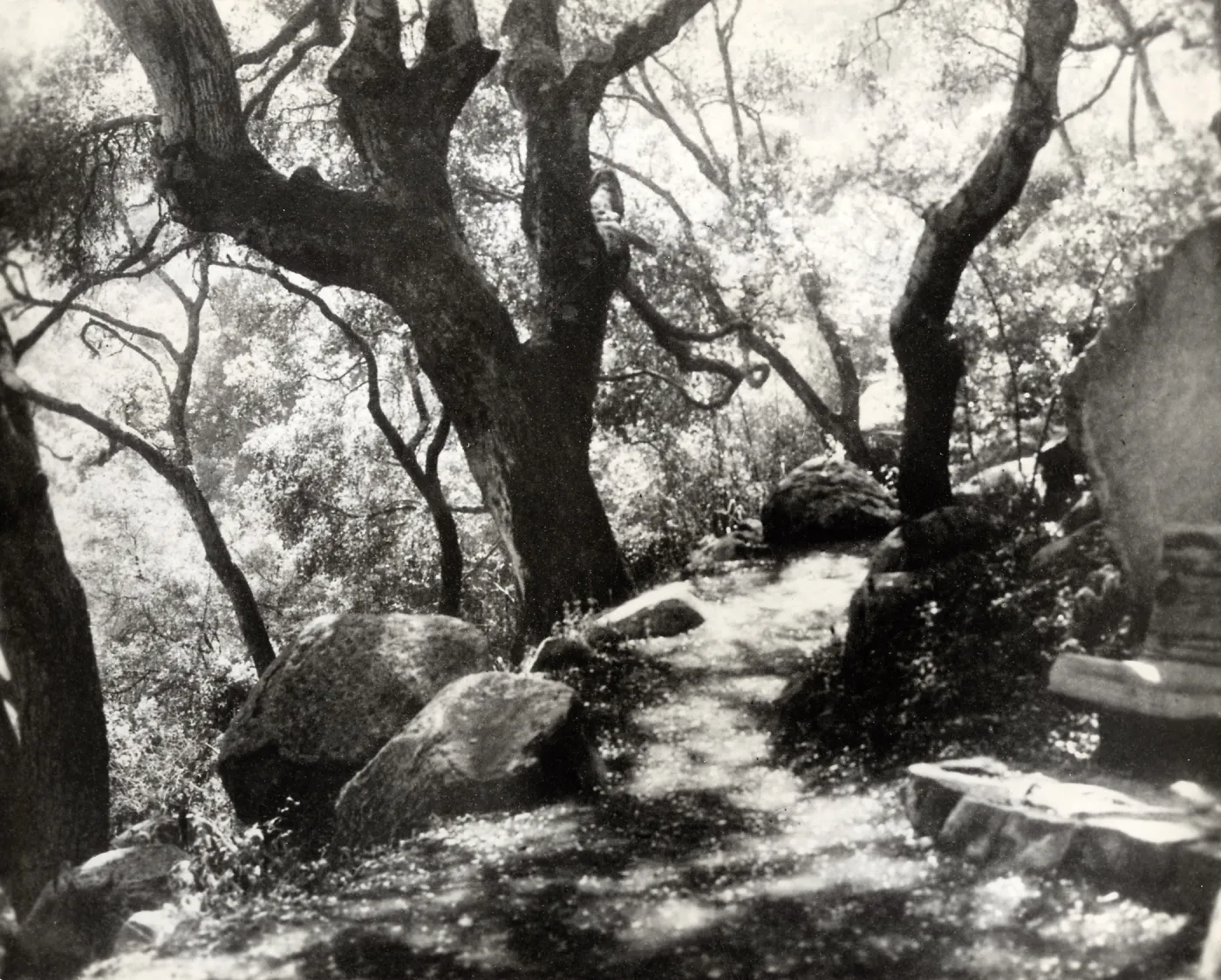wood bench along the Pritchett Trail