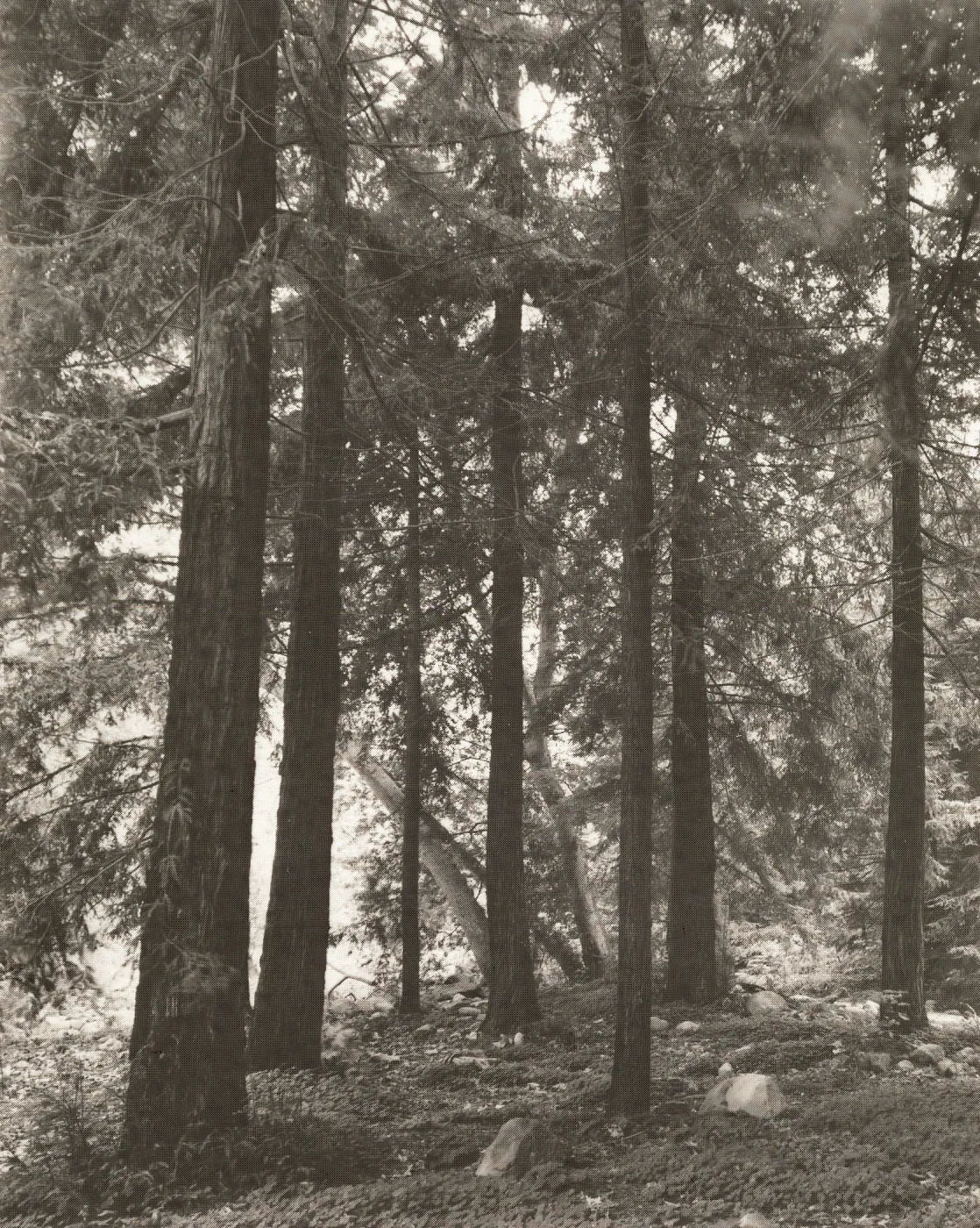 Redwood Section, Sequoia sempervirens (Coast Redwood)