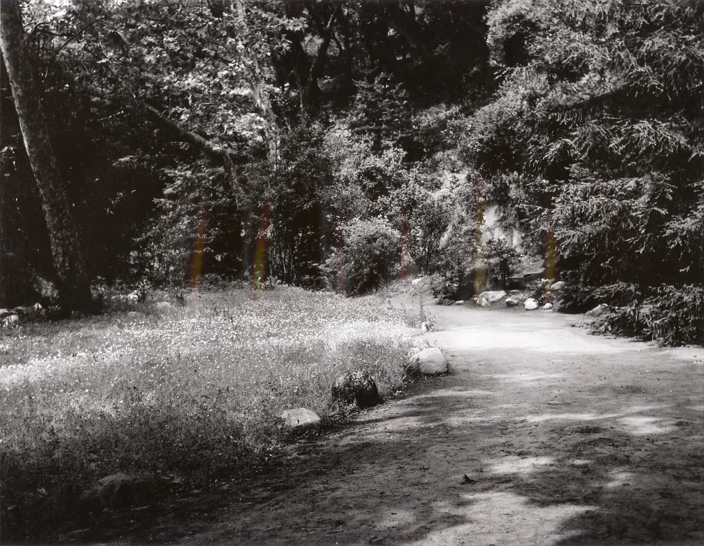 path through Redwood Section
