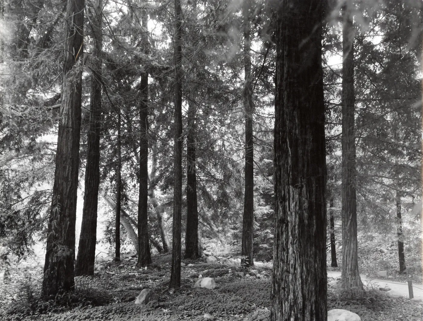Redwood Section, Sequoia sempervirens (Coast Redwood)