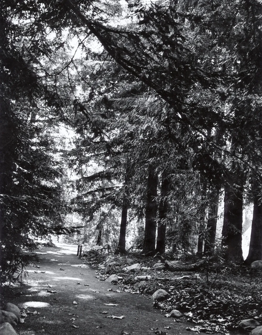 Redwood Section, Sequoia sempervirens