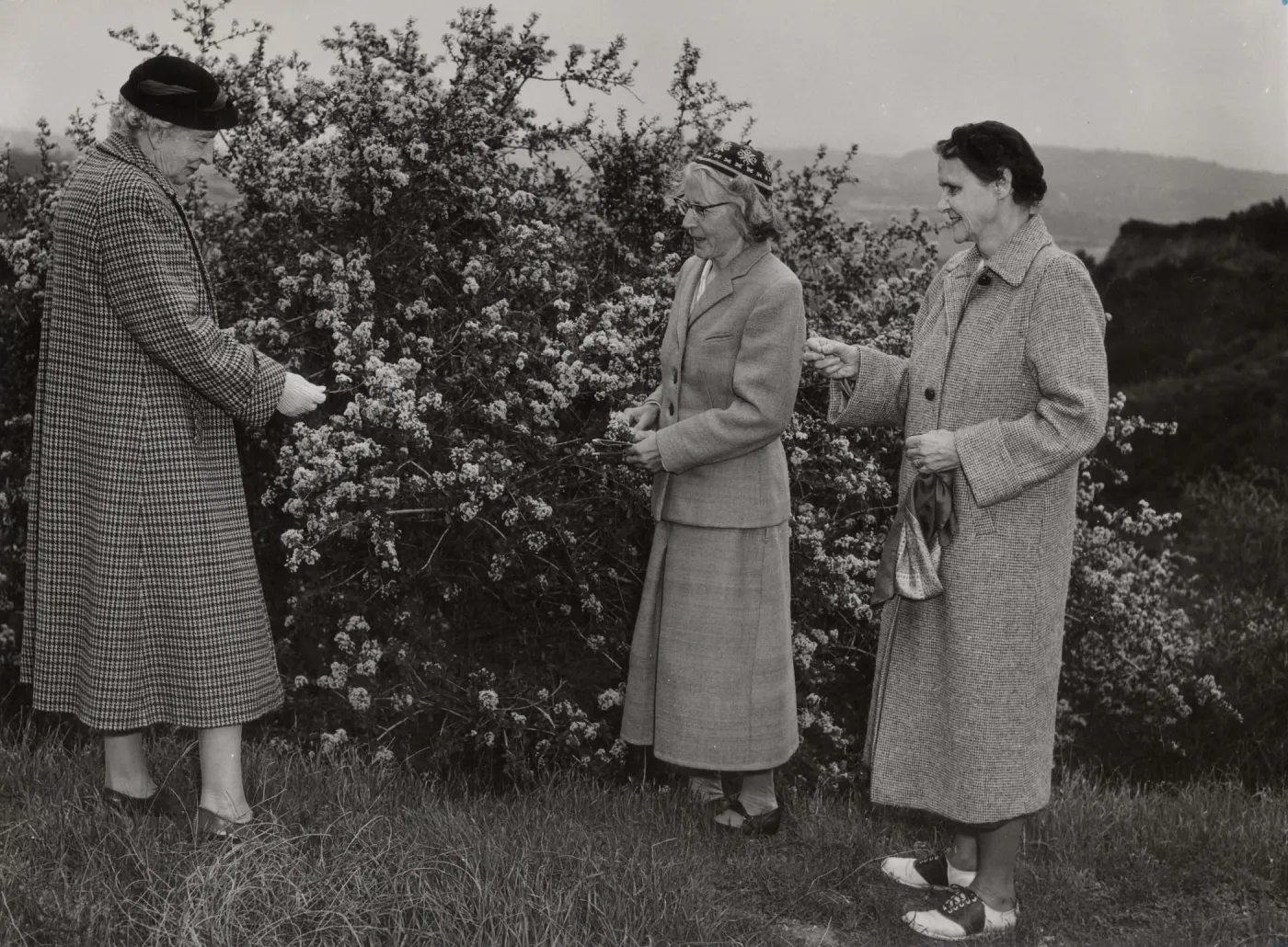 Long-time residents, Mrs. Donald Myrick, right, and her sister-in-law, Miss Cristina Myrick, left, are joined in admiration of Ceanothus megacarpus by a new resident from Sweden, Miss Ingeborg Longbers.