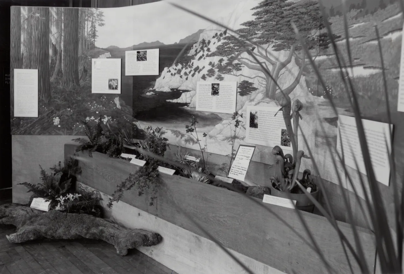 Exhibit: Treasures of the Flora