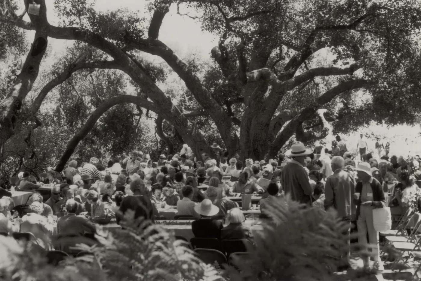 Members Day, SBBG 60th Anniversary, under the oaks (Coastal Live Oak)