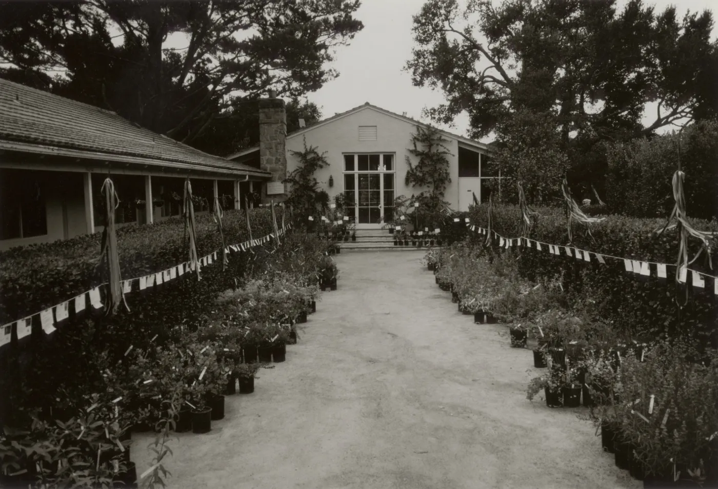 SBBG Courtyard set up for annual plant sale of native California plants 1982