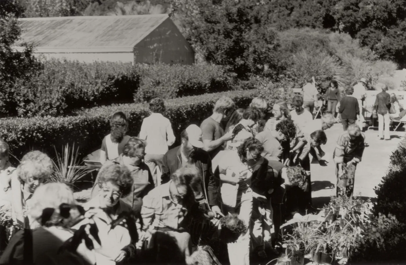 SBBG Courtyard set up for annual plant sale of native California plants 1983