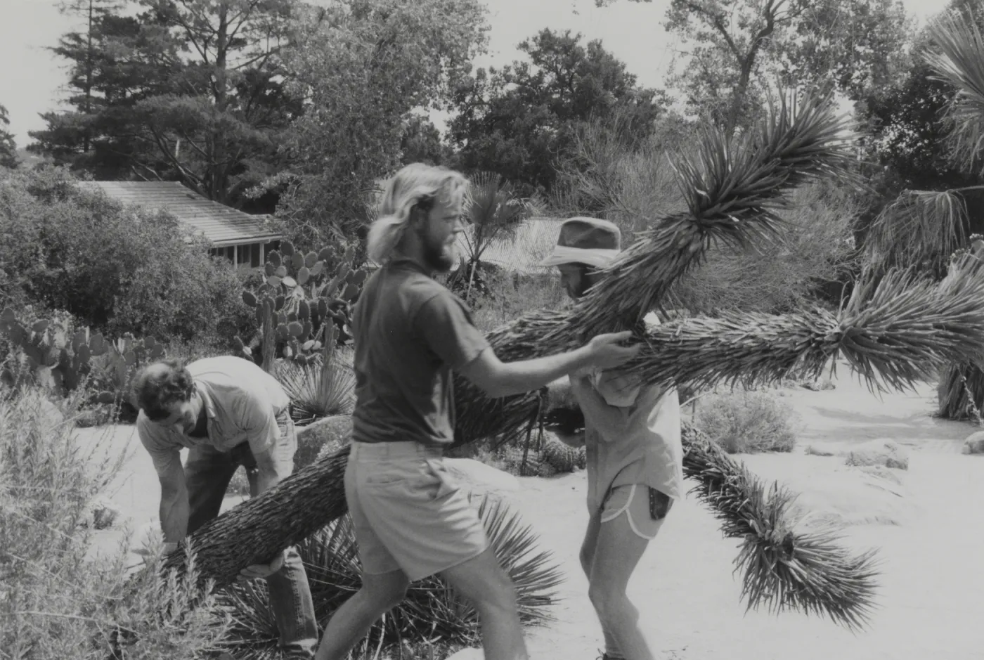 Mike Shobe, Clyde Snider, David Kershaw working with plants in Desert Section