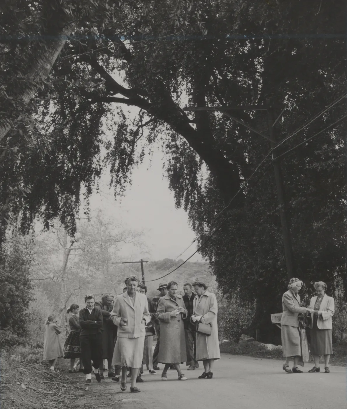 Santa Barbara Botanic Garden Tree class