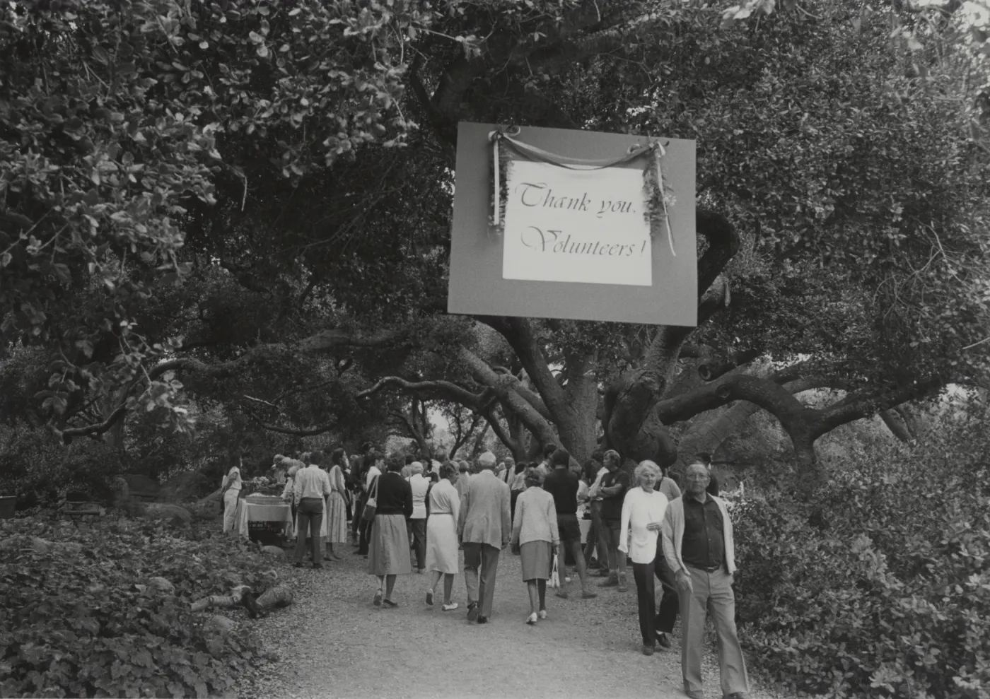 Volunteer Luncheon under the Meadow Oaks (Coastal Live Oak)