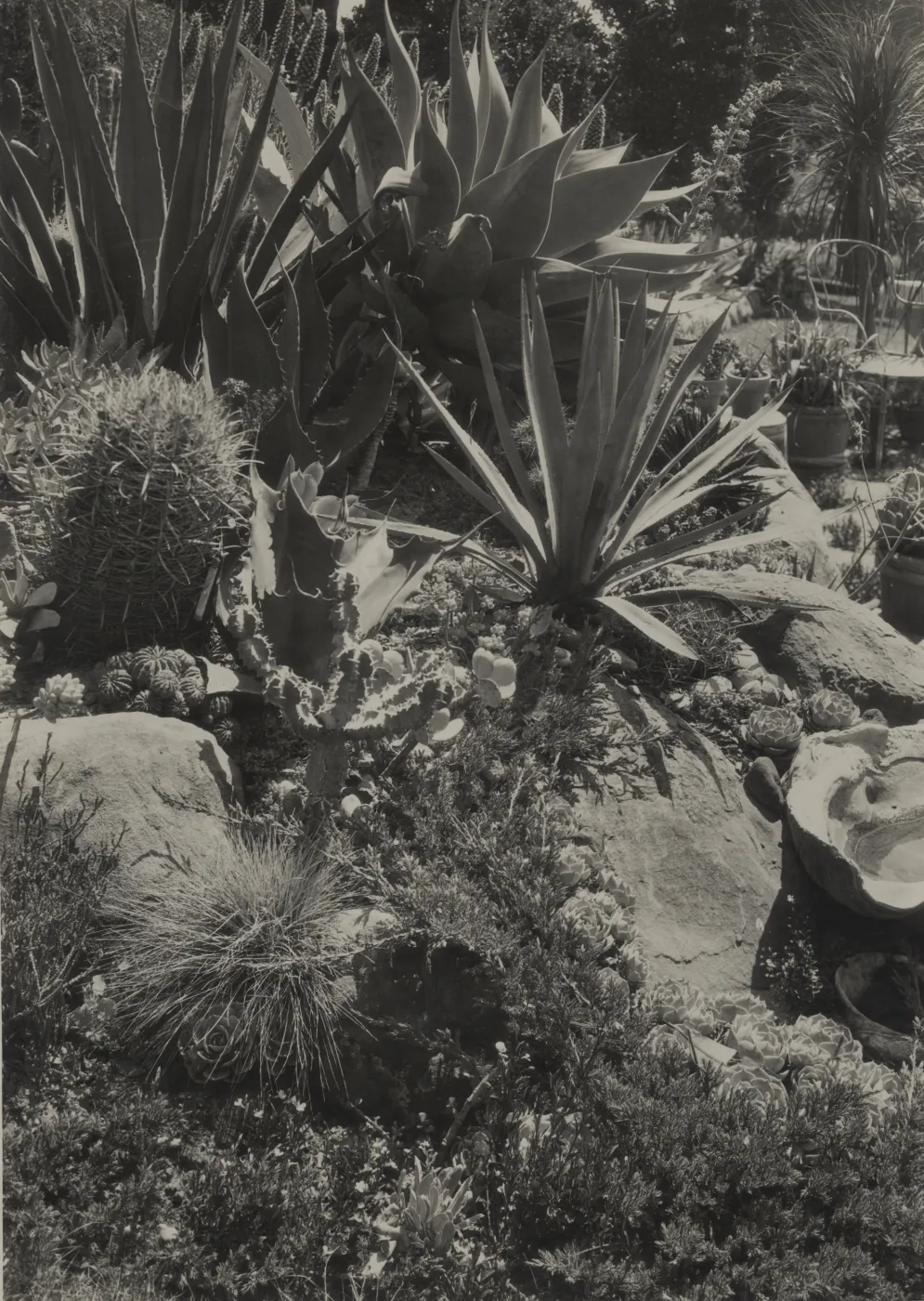 Aloe, Agave, Festuca glauca (gray grass) in Mrs. Fithian's rock garden