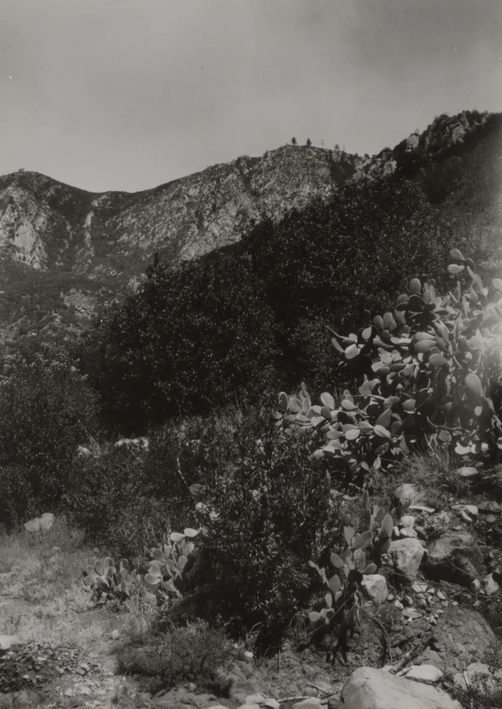 cactus growing along stream below La Cumbre Peak