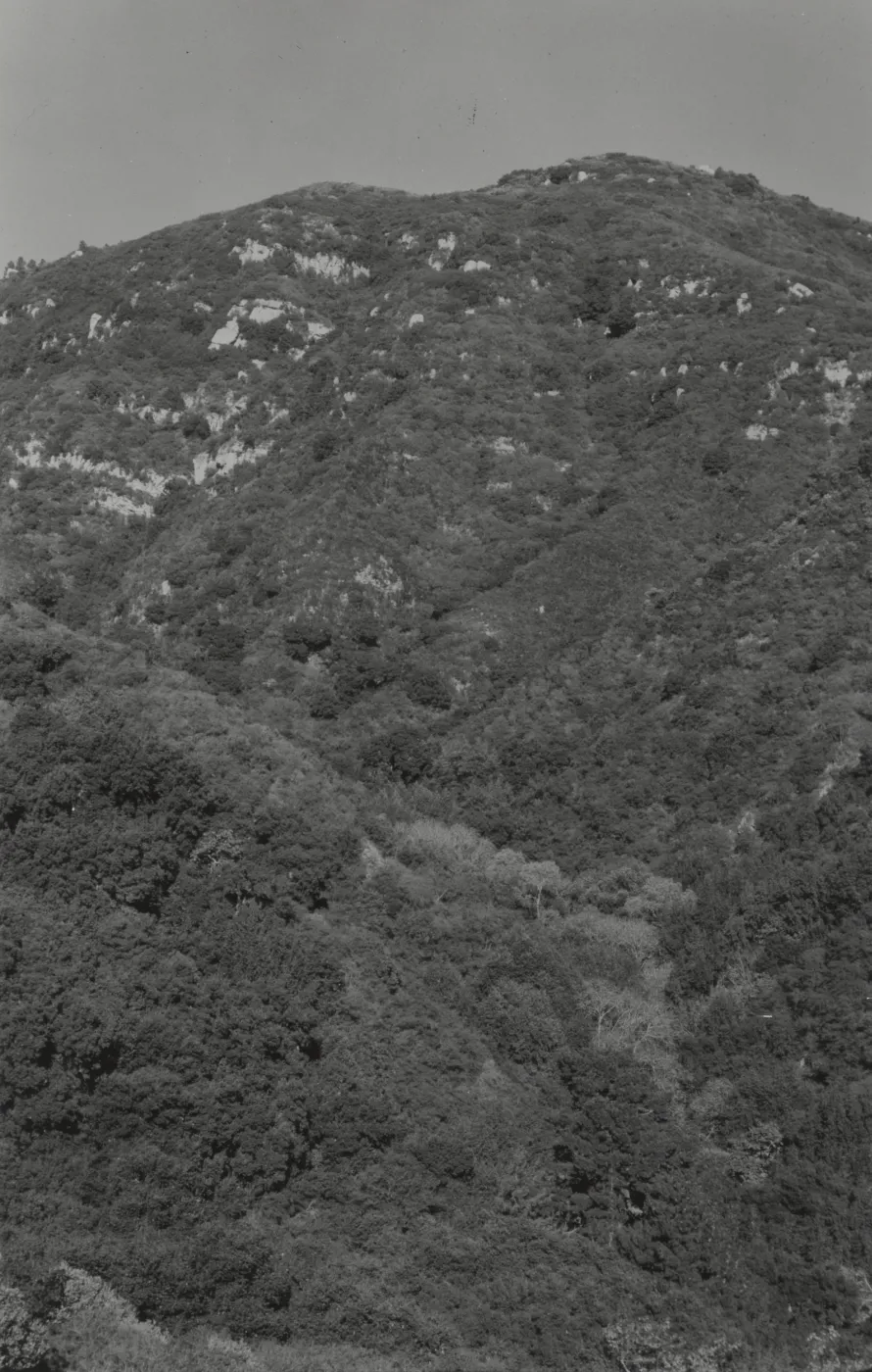 Mission Canyon chaparral