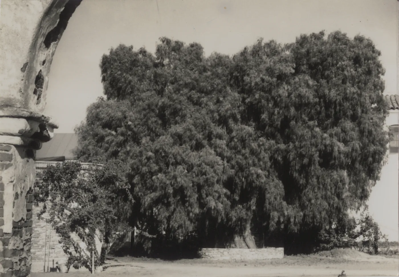 Schinus molle at Mission