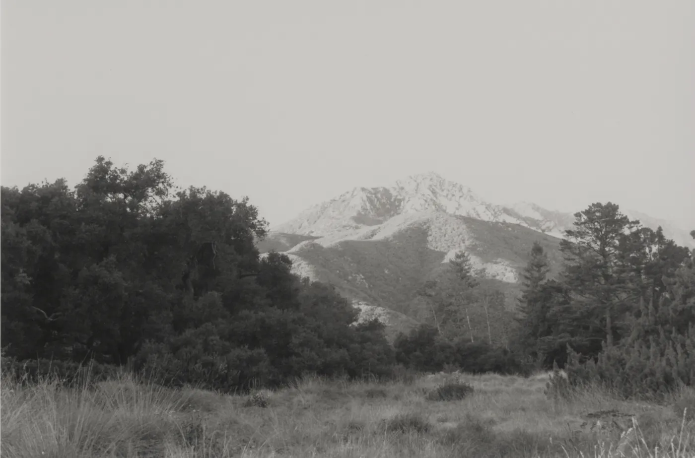 Arlington Peak viewed from SBBG Meadow