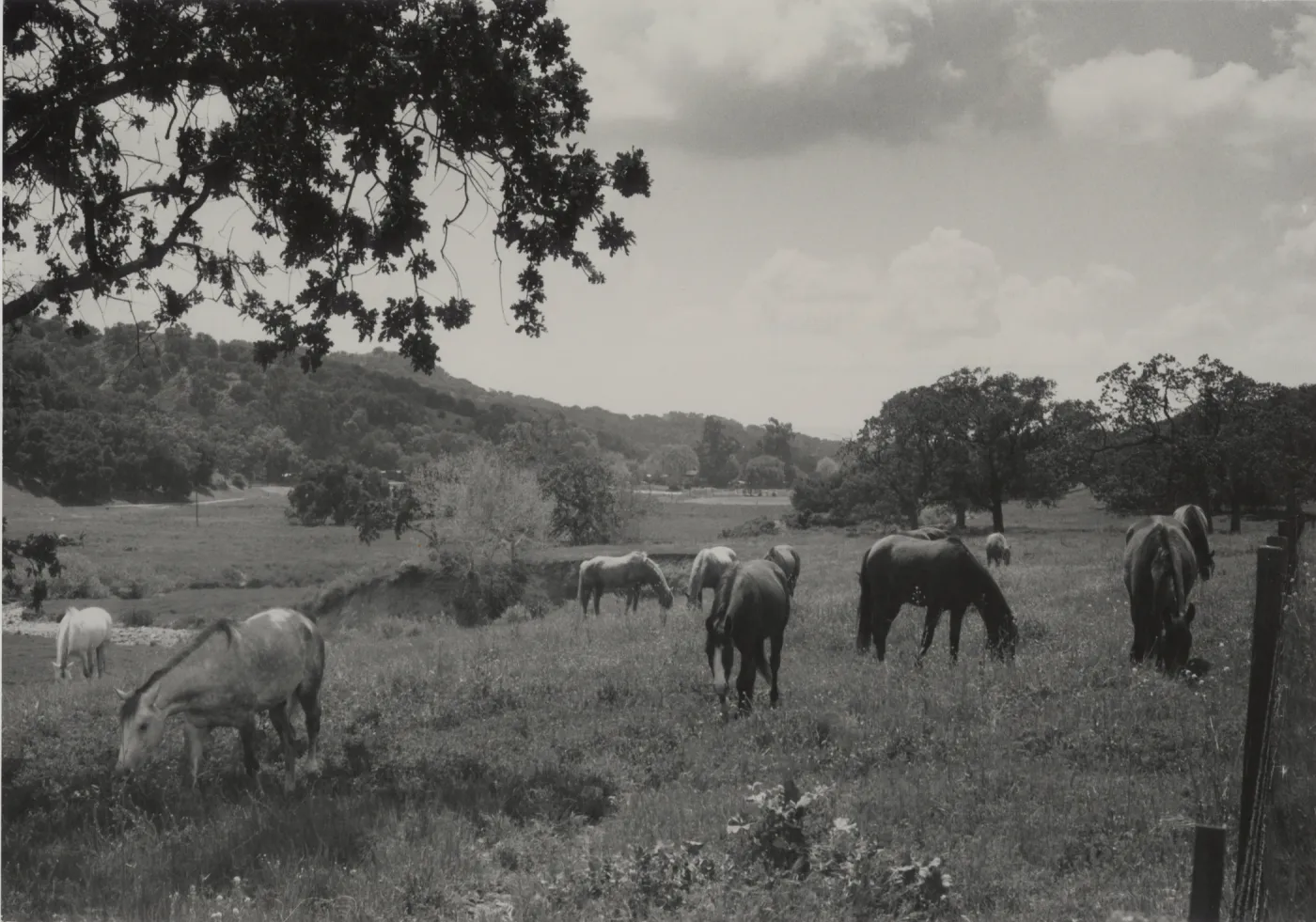horses grazing in a pasture behind Midland School, Santa Ynez Valley