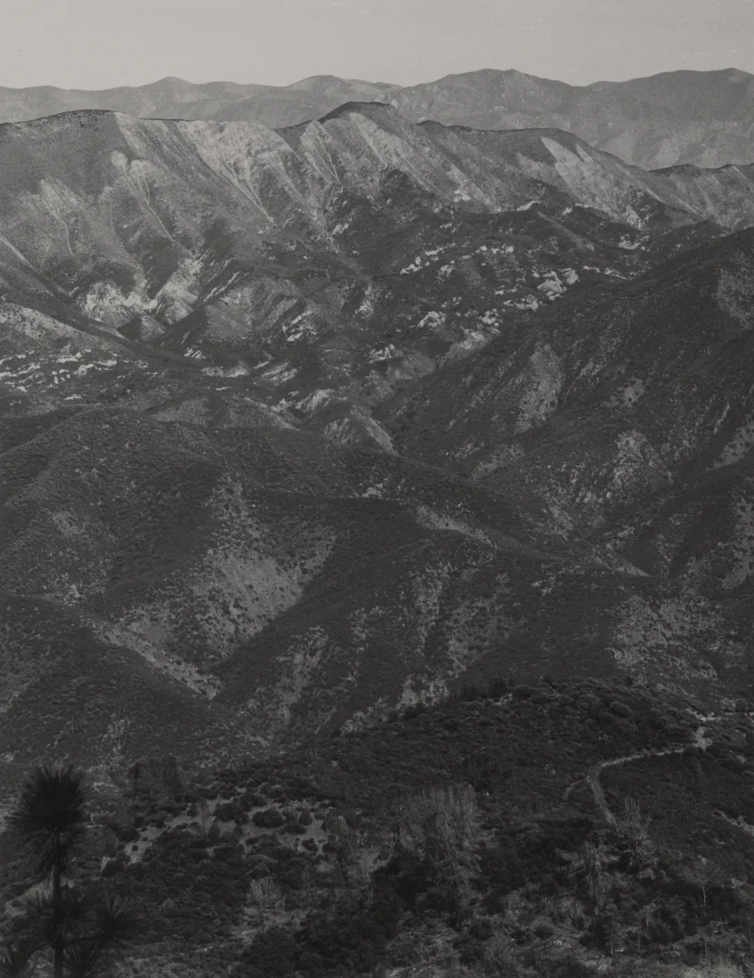 Chaparral, San Rafael Mountains