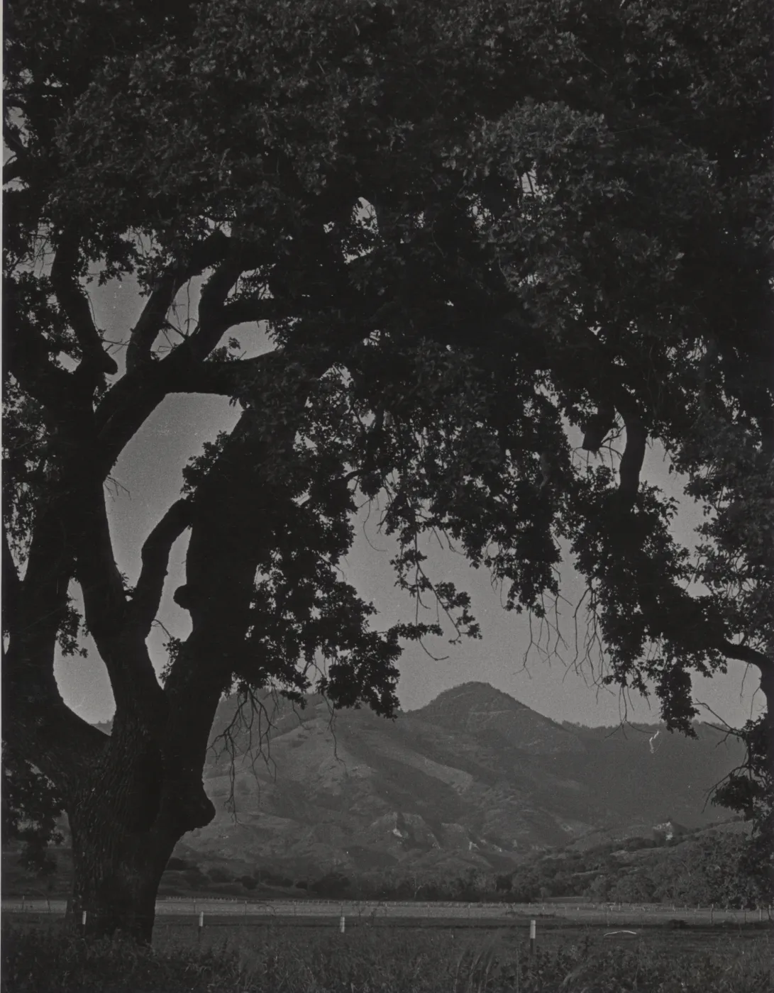 view of Zaca Peak and Figueroa Mountain from floor of Santa Ynez Valley