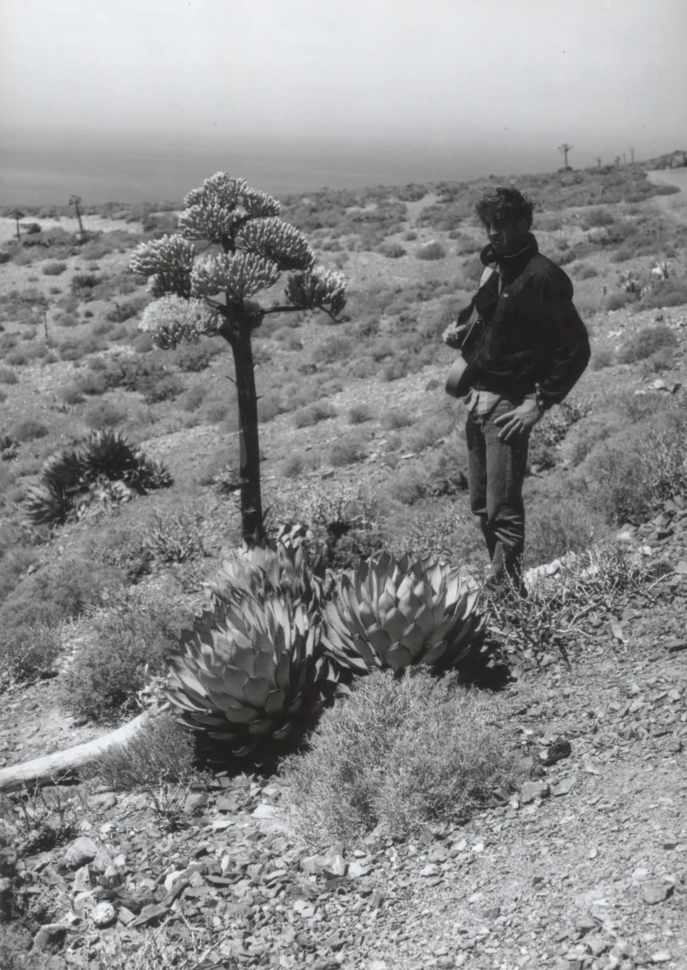 Agave (Century Plant), West San Benito Island, ï¿½ Steve Junak