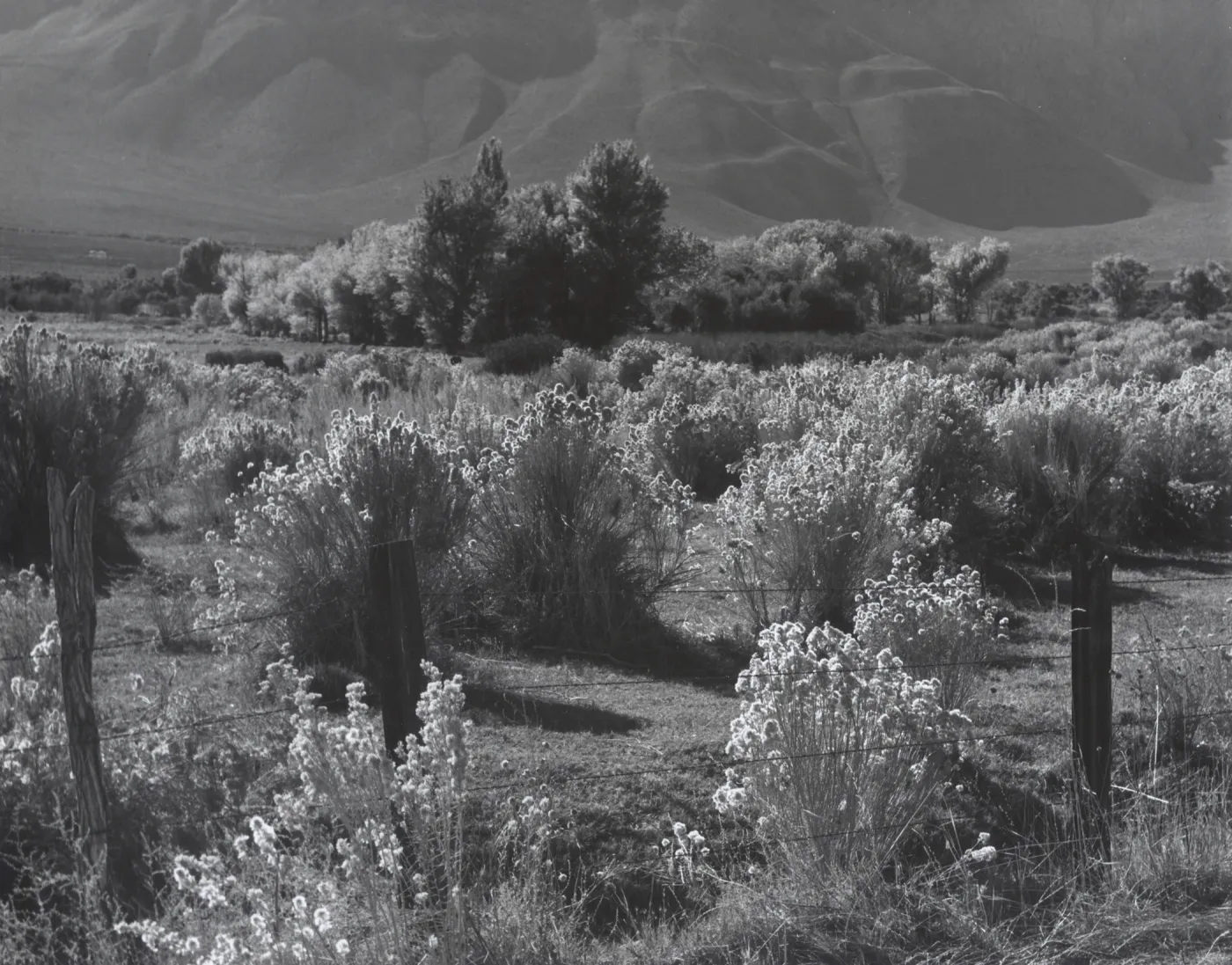 Desert shrubs in autumn, near Bishop, Sierra Foothills