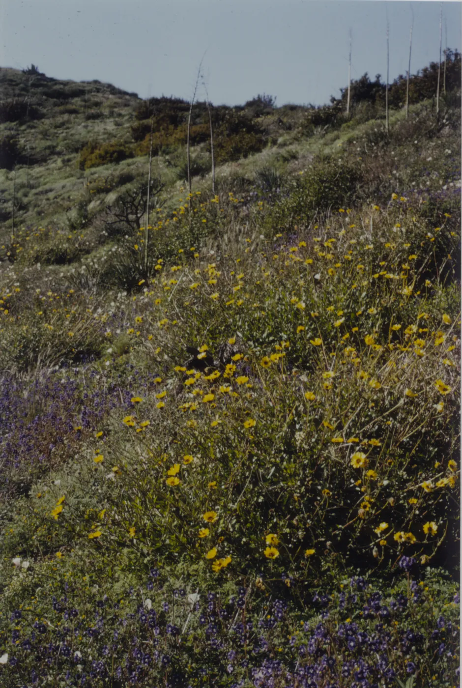 wildflowers after the Marre Fire
