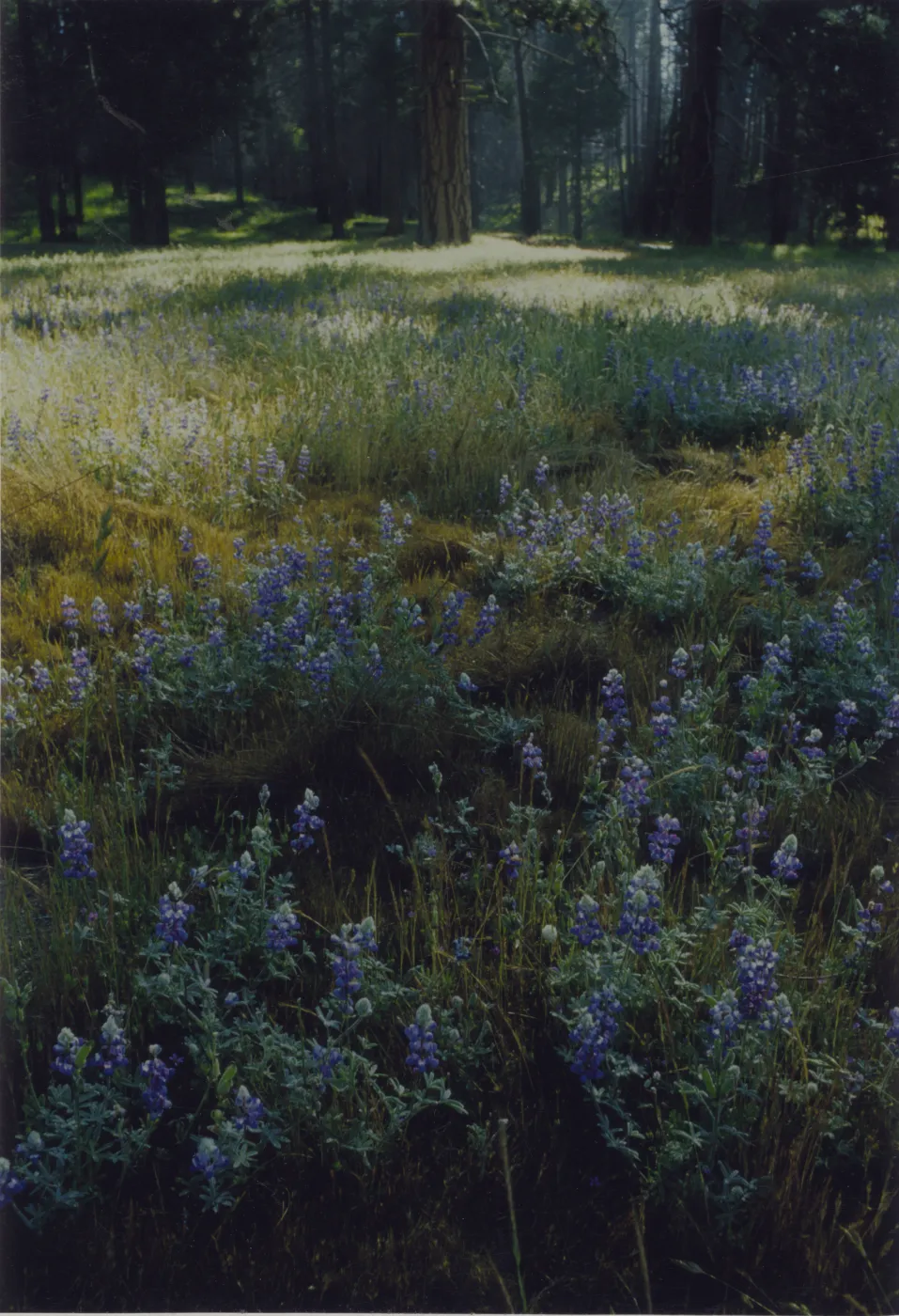 Lupinus nanus, Yosemite National Park © 1997 Stuart Wilson