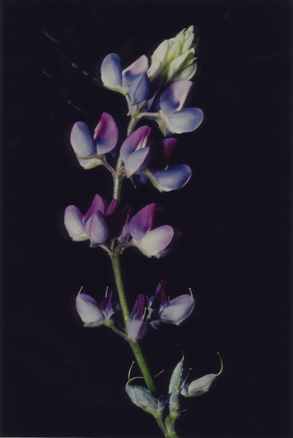 Lupinus nanus inflorescence © 1997 Stuart Wilson