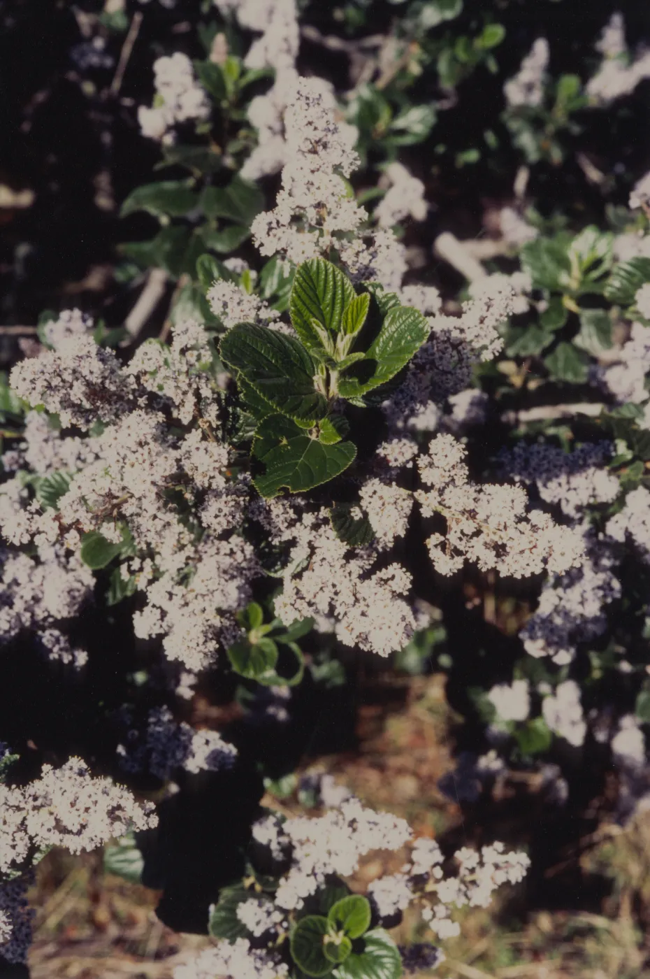 Ceanothus (California Lilac) ï¿½ 1997 Stuart Wilson