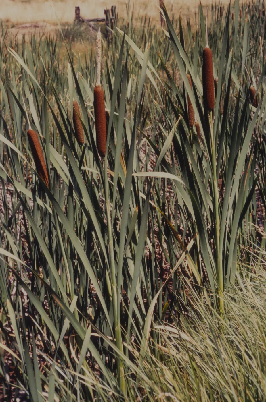Typha latifolia © 1997 Stuart Wilson