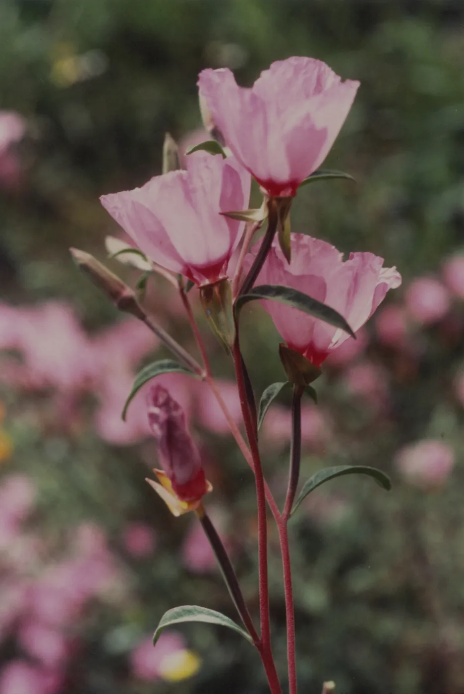Clarkia © 1997 Stuart Wilson