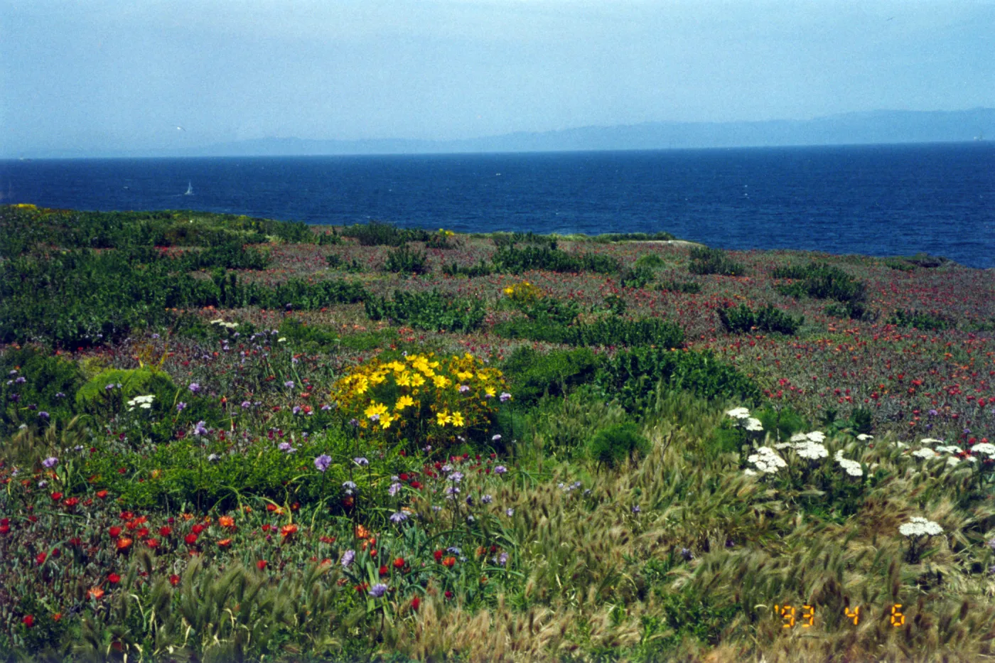 Wildlfowers on Anacapa Island