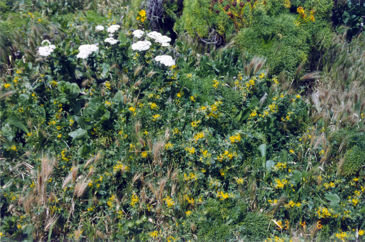 Plants on Anacapa Island