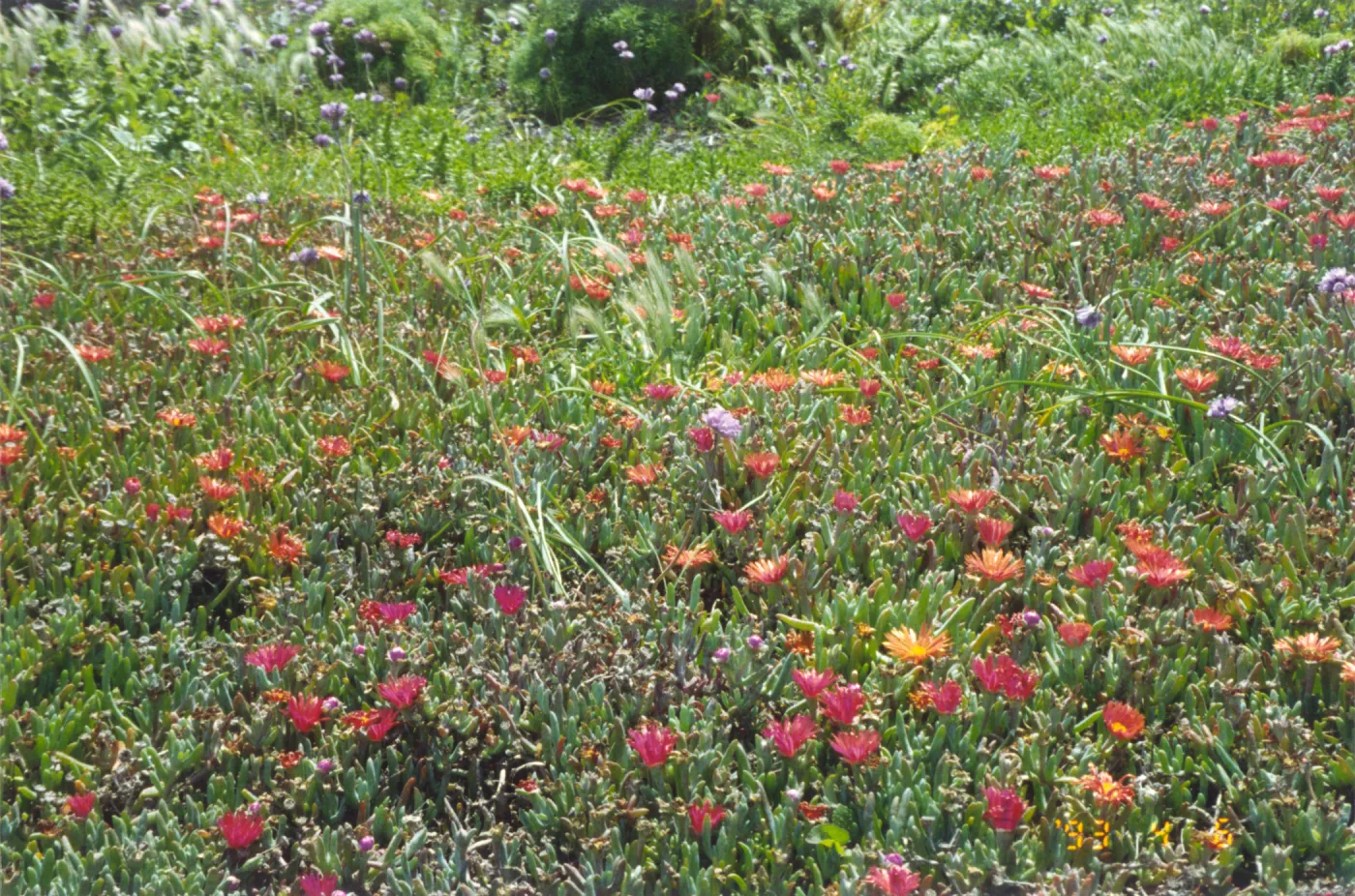 Iceplant on Anacapa Island
