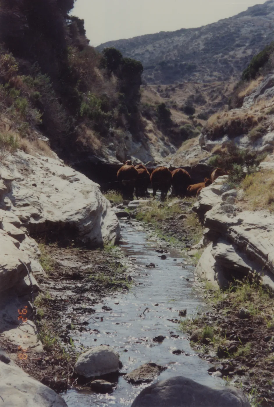 Cattle, Santa Rosa Island