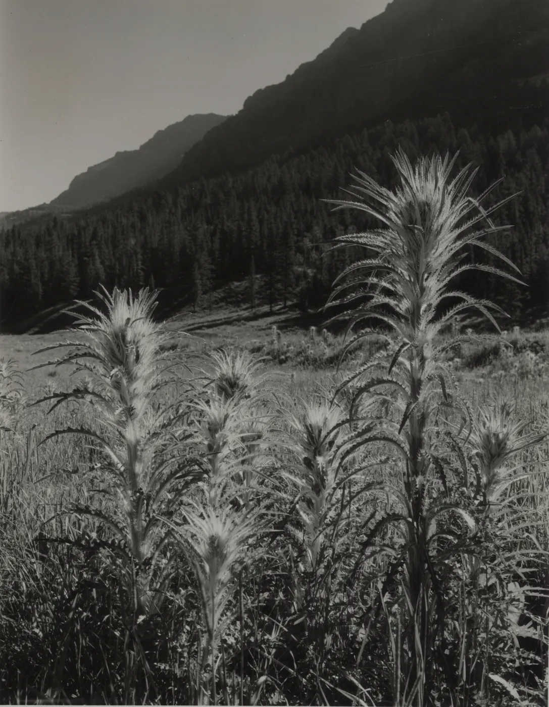 © Josef Muench