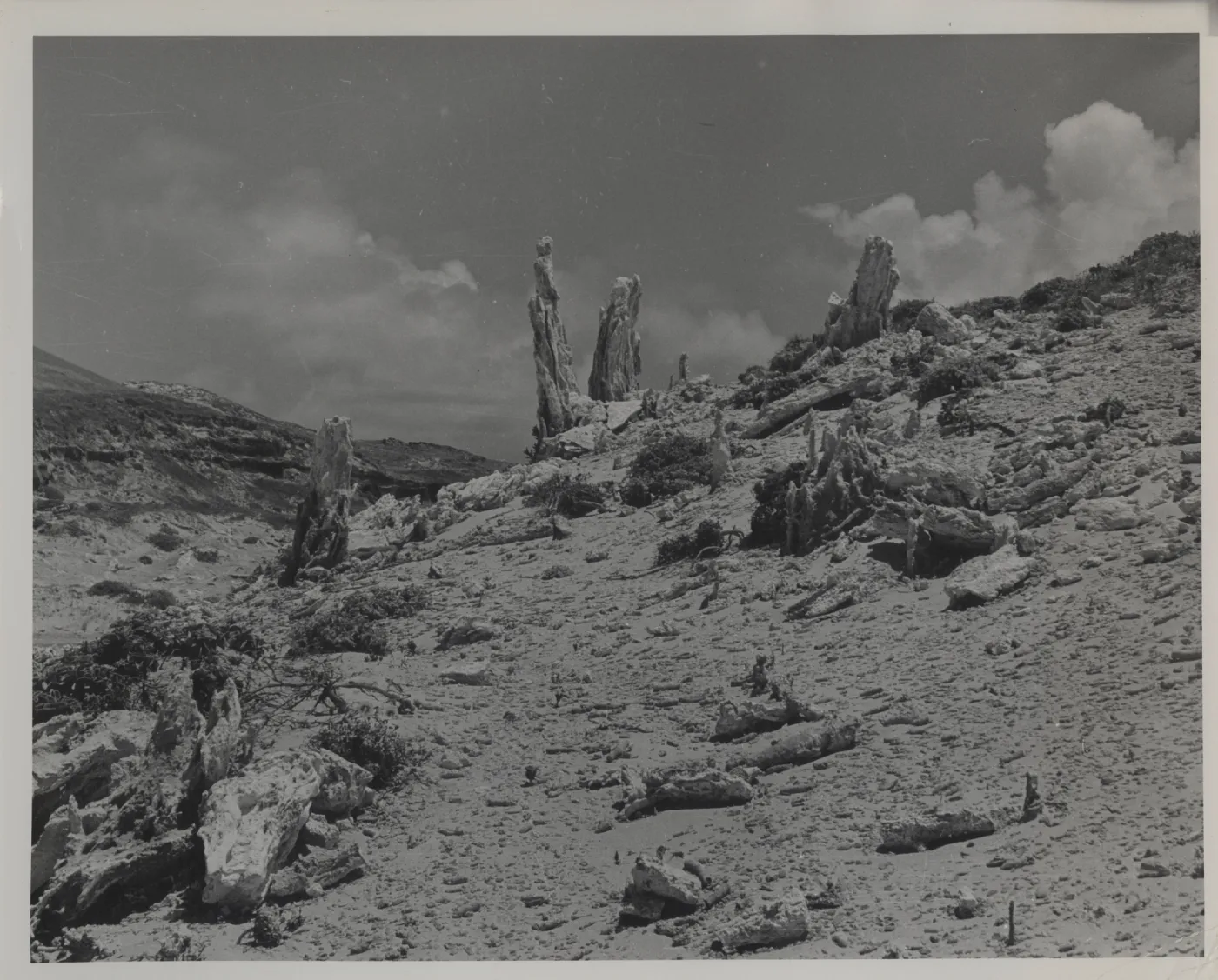 Caliche forest of petrified sand castings, San Miguel Island