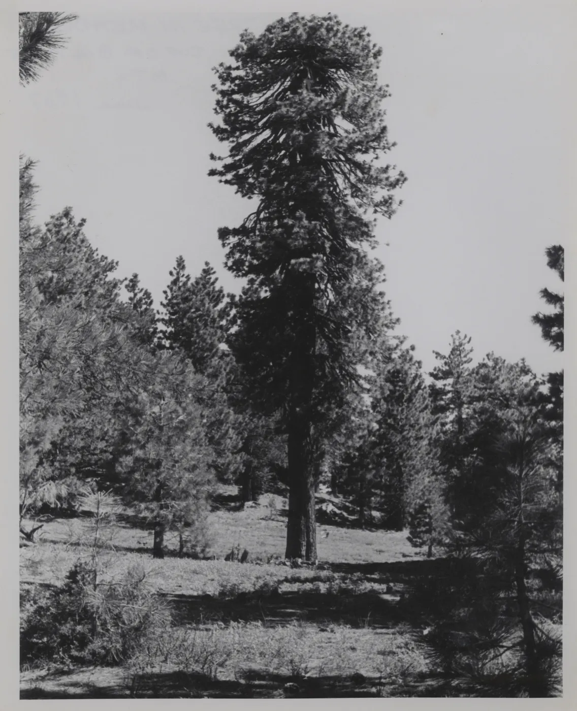 tree in meadow at the top of Big Pine Mountain