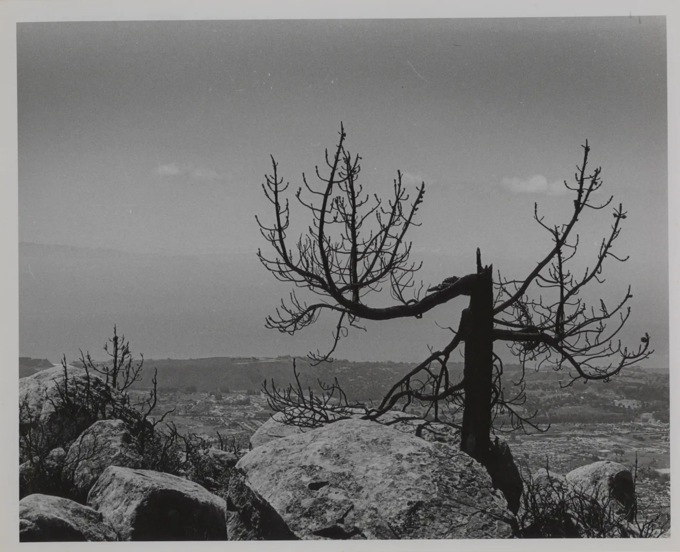 view of Santa Barbara from Cathedral Peak, second year after Coyote Fire