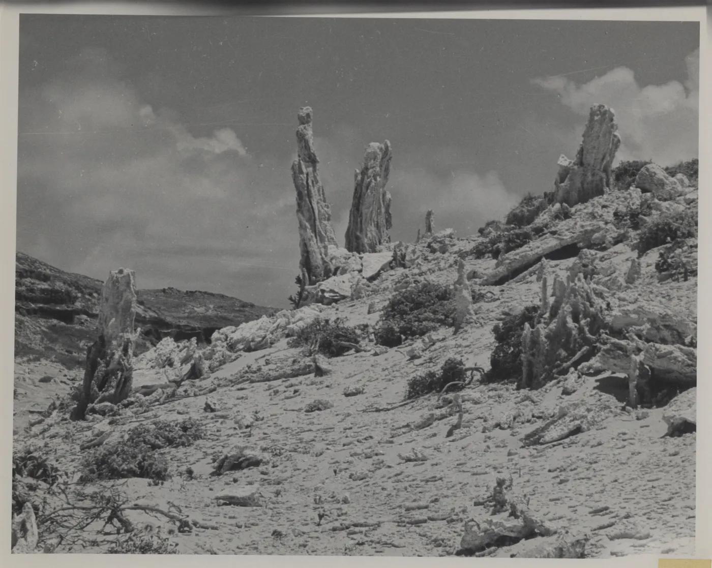 Caliche casts of vegetation (tree trunks?) stand as remnants about dunes on San Miguel Island