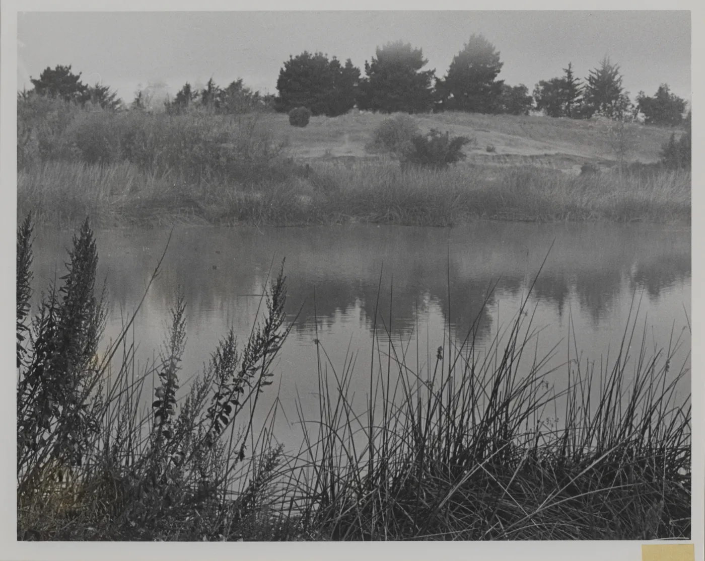 Lake Los Carneros, 'Freshwater marsh near Goleta in contemporary setting, surrounded by california Bulrush (Scirpus californicus)'