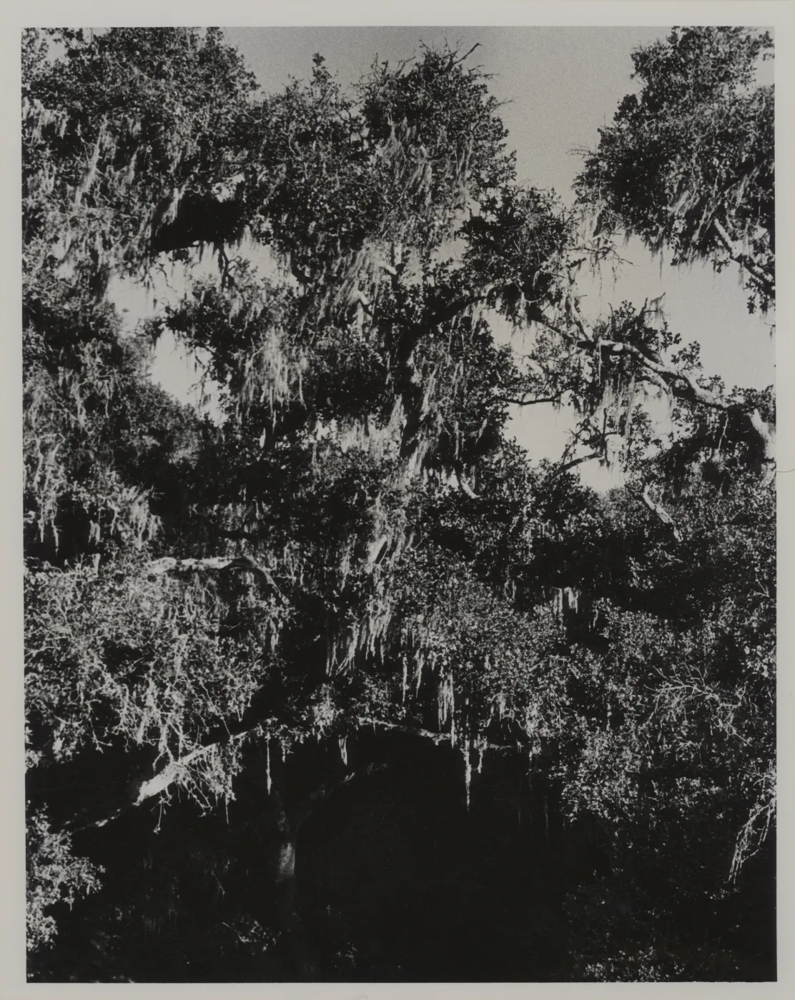 oak with lace lichen, Ramalina menziesii