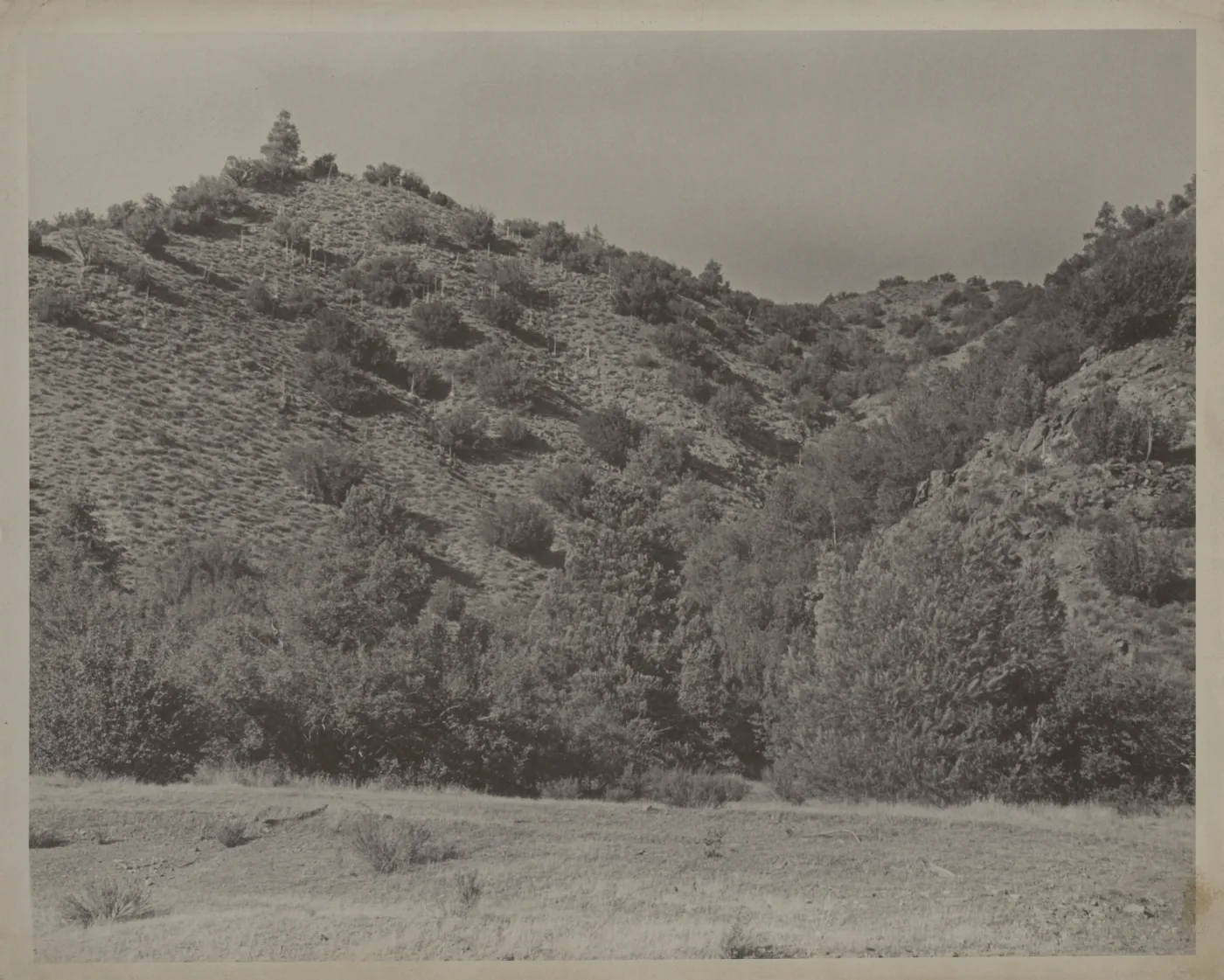chaparral, Santa Barbara Canyon?
