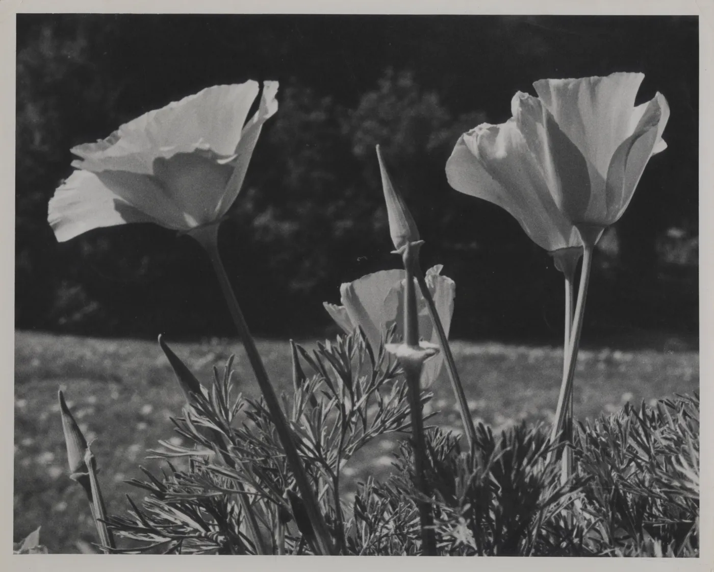 California poppy