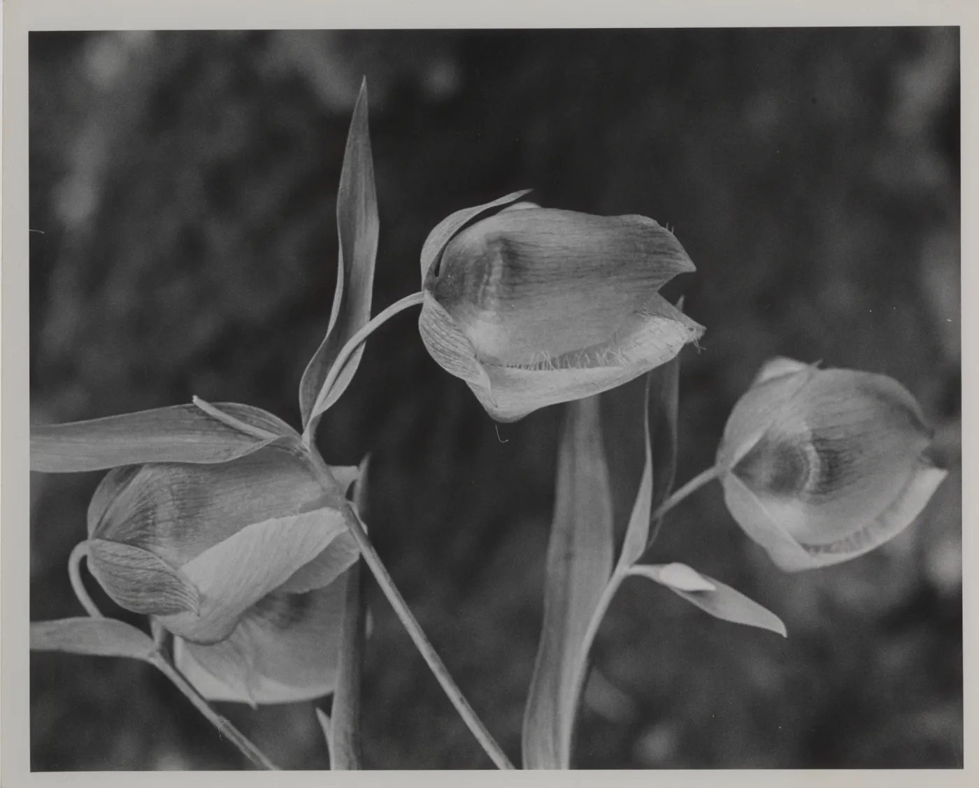 Calochortus albus flowers