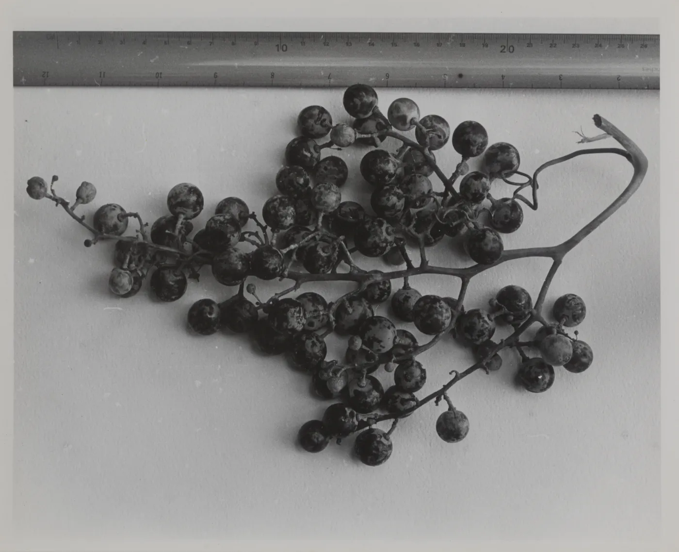 grape cluster collected from the grapevine