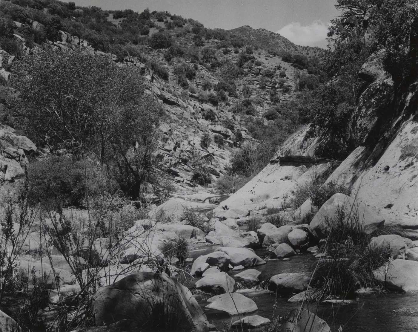Sisquoc River below rattlesnake Creek, sedges in creek
