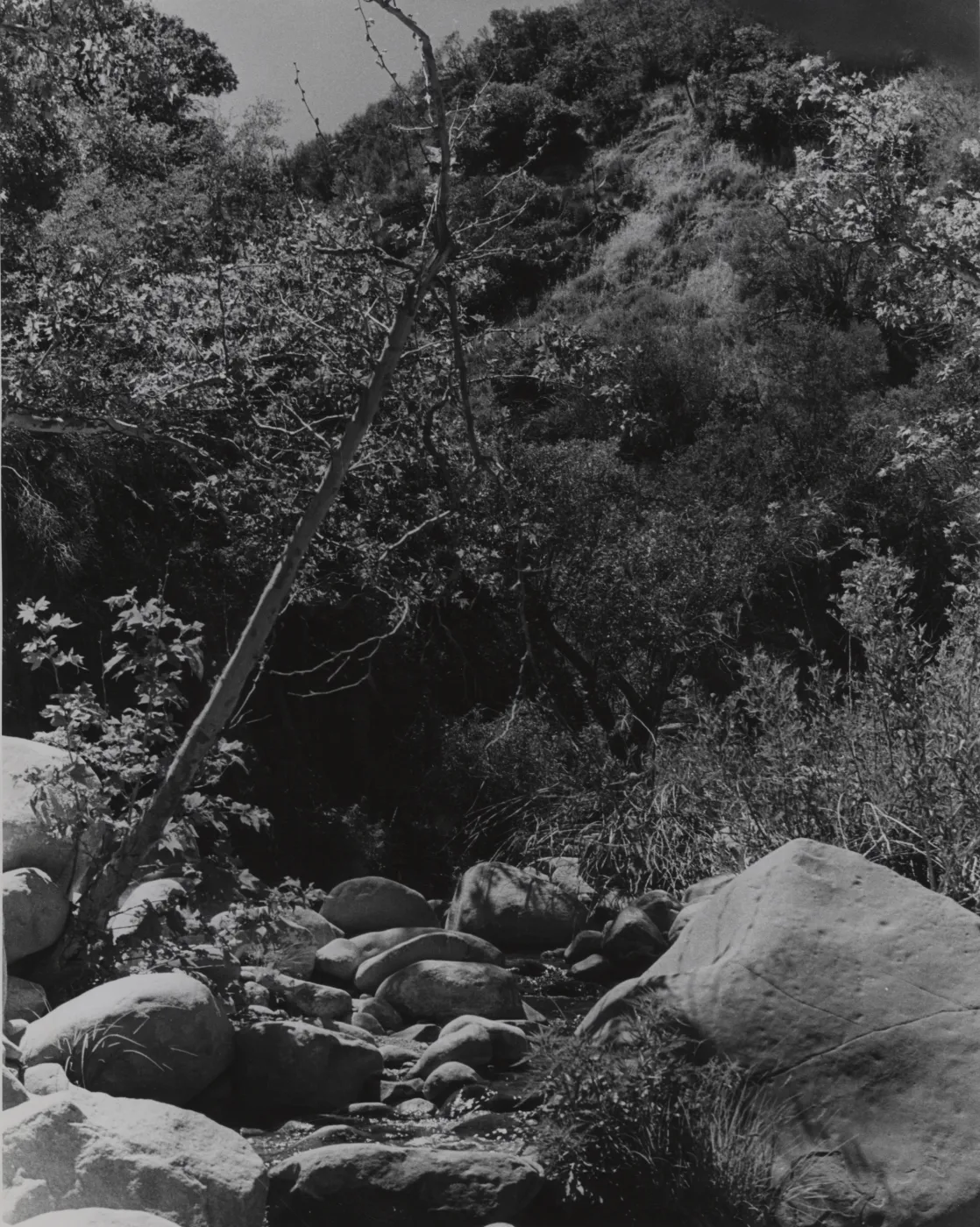 West Fork Santa Cruz Creek, near confluence of Coche Creek